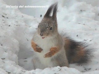 ¡¡Viento del esteeeeeeeee!!! 