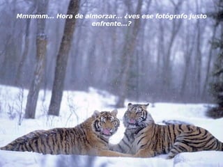 Mmmmm... Hora de almorzar... ¿ves ese fotógrafo justo enfrente...? 