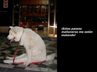 ¡Estos paseos mañaneros me están matando! 