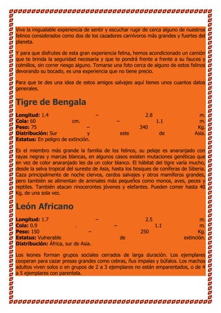 Vive la inigualable experiencia de sentir y escuchar rugir de cerca alguno de nuestros
felinos considerados como dos de los cazadores carnívoros más grandes y fuertes del
planeta.

Y para que disfrutes de esta gran experiencia felina, hemos acondicionado un camión
que te brinda la seguridad necesaria y que te pondrá frente a frente a su fauces y
colmillos, sin correr riesgo alguno. Tomarse una foto cerca de alguno de estos felinos
devorando su bocado, es una experiencia que no tiene precio.

Para que te des una idea de estos amigos salvajes aquí tienes unos cuantos datos
generales.

Tigre de Bengala
Longitud: 1.4                       –                      2.8                      m.
Cola: 60                cm.                   –                  1.1                m.
Peso: 75                       –                         340                       Kg.
Distribución: Sur               y                 este            de              Asia.
Estatus: En peligro de extinción.

Es el miembro más grande la familia de los felinos, su pelaje es anaranjado con
rayas negras y marcas blancas, en algunos casos existen mutaciones genéticas que
en vez de color anaranjado les da un color blanco. El hábitat del tigre varía mucho,
desde la selva tropical del sureste de Asia, hasta los bosques de coníferas de Siberia.
Caza principalmente de noche ciervos, cerdos salvajes y otros mamíferos grandes,
pero también se alimentan de animales más pequeños como monos, aves, peces y
reptiles. También atacan rinocerontes jóvenes y elefantes. Pueden comer hasta 40
Kg, de una sola vez.

León Africano
Longitud: 1.7                      –                       2.5                       m.
Cola: 0.9                 .                  –                   1.1                 m.
Peso: 150                        –                       250                        Kg.
Estatus: Vulnerable                               de                         extinción.
Distribución: África, sur de Asia.

Los leones forman grupos sociales cerrados de larga duración. Los ejemplares
cooperan para cazar presas grandes como cebras, ñus impalas y búfalos. Los machos
adultos viven solos o en grupos de 2 a 3 ejemplares no están emparentados, o de 4
a 5 ejemplares con parentela.
 