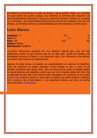 Al finalizar su recorrido por el safari de leones y tigres, podrás visitar a un ejemplar
sin igual dentro de nuestro parque, nos referimos al hermoso león blanco el cual
tiene características diferentes a las de sus parientes africanos. Tenerlo en el parque
es un privilegio. Las características físicas de este animal son similares a las del león
africano, sin embargo tiene sus particularidades que mencionamos a continuación:

León Blanco
Longitud: 1.7                         –                     2.5                       m.
Cola: 0.9                .                    –                   1.1                 m.
Peso: 150                         –                       250                        Kg.
Estatus: Peligro.
Distribución: Sudáfrica.

Los leones blancos son producto de una mutación natural pero rara del león
sudafricano, tienen un gen recesivo que les da este color. Varían del dorado a las
tonalidades cercanas al blanco y en ocasiones rojizo. Son diferentes a los albinos,
que tienen total ausencia de pigmentación.

Algunos de estos leones se pueden ver ocasionalmente en reservas de Sudáfrica.
Fuera de cautiverio no suelen sobrevivir mucho tiempo ya que su color no les
permite camuflarse para poder cazar. Para las tribus de las zonas en donde habitan
los leones blancos, son sagrados y dicen que son como ángeles caídos del cielo. Hay
un estimado de que solo viven 300 de estos ejemplares en cautiverio en el mundo,
y Reino Animal tiene la dicha de tener para el disfrute de todos nuestros visitantes.
Ven y conoce a leo el león blanco y sus compañeros felinos, así como de muchas
más atracciones. Contáctanos
 