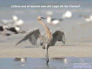 ¿Cómo era el asunto ese del Lago de los Cisnes? 