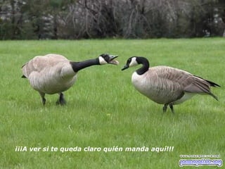 ¡¡¡A ver si te queda claro quién manda aquí!!!   