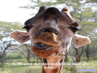 Uy, me acabo de acordar de que no me depilé para la foto...   