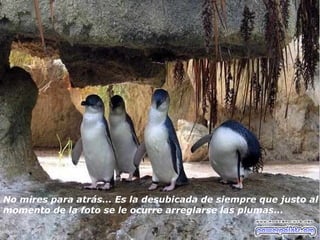 No mires para atrás... Es la desubicada de siempre que justo al  momento de la foto se le ocurre arreglarse las plumas... 