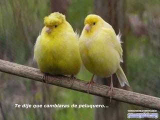 Te dije que cambiaras de peluquero...   