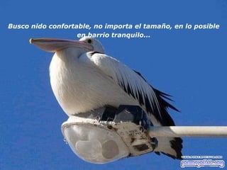 Busco nido confortable, no importa el tamaño, en lo posible  en barrio tranquilo...   