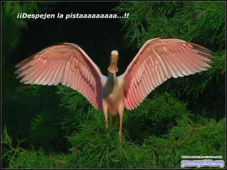 ¡¡Despejen la pistaaaaaaaaa...!!   