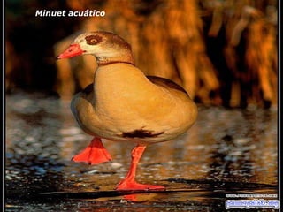 Minuet acuático 
