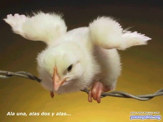 Ala una, alas dos y alas...  