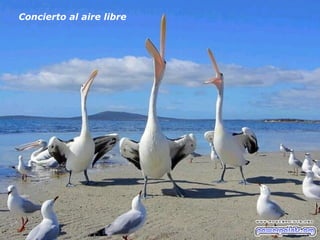 Concierto al aire libre   