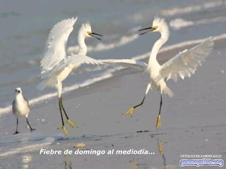 Fiebre de domingo al mediodía... 