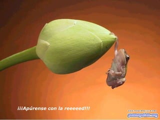 ¡¡¡Apúrense con la reeeeed!!!   