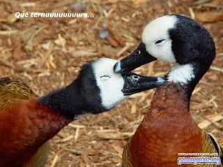 Qué ternuuuuuuuura... 