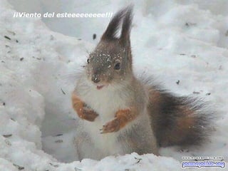 ¡¡Viento del esteeeeeeeee!!! 