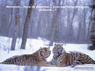 Mmmmm... Hora de almorzar... ¿ves ese fotógrafo justo enfrente...? 