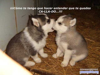 ¡¡¡Cómo te tengo que hacer entender que te quedes CA-LLA-DO...!!! 