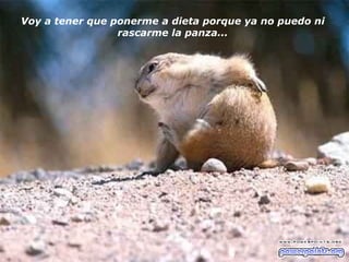 Voy a tener que ponerme a dieta porque ya no puedo ni rascarme la panza... 