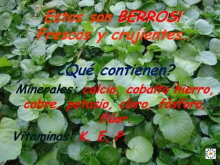 Estos son BERROS!
    Frescos y crujientes.

       ¿Qué contienen?
Minerales: calcio, cobalto hierro,
  cobre, potasio, cloro, fósforo,
              flúor.
Vitaminas: K, E, P.
 