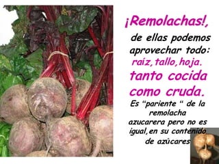 ¡Remolachas!,
de ellas podemos
aprovechar todo:
raíz,tallo,hoja.
tanto cocida
como cruda.
Es “pariente “ de la
      remolacha
azucarera pero no es
igual,en su contenido
     de azúcares
 