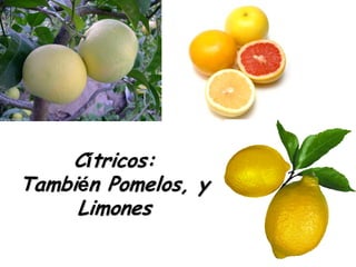 Cítricos:
También Pomelos, y
     Limones
 