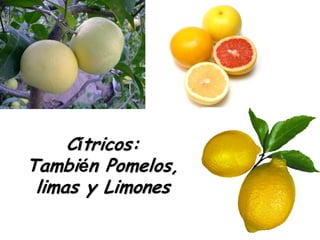 Cítricos:
También Pomelos,
 limas y Limones
 