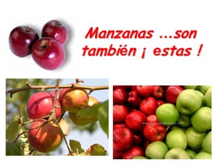 Manzanas …son
también ¡ estas !
 