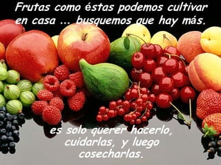 Frutas como éstas podemos cultivar
en casa … busquemos que hay más.




      es solo querer hacerlo,
         cuidarlas, y luego
            cosecharlas.
 