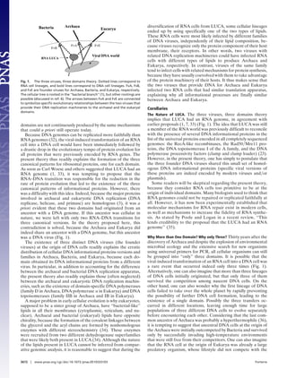 domains are not continuously produced by the same mechanisms
that could a priori still operate today.
Because DNA genomes can be replicated more faithfully than
RNA genomes (32), the viral-induced transformation of an RNA
cell into a DNA cell would have been immediately followed by
a drastic drop in the evolutionary tempo of protein evolution for
all proteins that were previously encoded by RNA genes. The
present theory thus readily explains the formation of the three
canonical patterns for ribosomal proteins, one for each domain.
As soon as Carl Woese and others suggested that LUCA had an
RNA genome (1, 33), it was tempting to propose that the
RNA–DNA transition was responsible for the reduction in the
rate of protein evolution that led to the existence of the three
canonical patterns of informational proteins. However, there
was a difficulty with this idea. Indeed, because the major proteins
involved in archaeal and eukaryotic DNA replication (DNA
replicase, helicase, and primase) are homologous (3), it was a
priori evident that these two domains had originated from an
ancestor with a DNA genome. If this ancestor was cellular in
nature, we were left with only two RNA–DNA transitions for
three canonical versions. In the theory proposed here, this
contradiction is solved, because the Archaea and Eukarya did
indeed share an ancestor with a DNA genome, but this ancestor
was a DNA virus (Fig. 1).
The existence of three distinct DNA viruses (the founder
viruses) at the origin of DNA cells readily explains the erratic
distribution of cellular DNA informational proteins versions and
families in Archaea, Bacteria, and Eukarya, because each do-
main obtained its DNA informational proteins from a different
virus. In particular, in addition to accounting for the difference
between the archaeal and bacterial DNA replication apparatus,
the present theory also readily explains those (often neglected)
between the archaeal and eukaryotic DNA replication machin-
eries, such as the existence of domain-specific DNA polymerases
(family D in Archaea, DNA polymerase ␣ in Eukarya) and DNA
topoisomerases (family IIB in Archaea and IB in Eukarya).
A major problem in early cellular evolution is why eukaryotes,
supposed to be a sister group of Archaea, have ‘‘bacterial-like’’
lipids in all their membranes (cytoplasmic, reticulum, and nu-
clear). Archaeal and bacterial (eukaryal) lipids have opposite
chirality, because the formation of the covalent linkages between
the glycerol and the acyl chains are formed by nonhomologous
enzymes with different stereochemistry (34). These enzymes
were recruited from two different dehydrogenase superfamilies
that were likely both present in LUCA (34). Although the nature
of the lipids present in LUCA cannot be inferred from compar-
ative genomic analysis, it is reasonable to suggest that during the
diversification of RNA cells from LUCA, some cellular lineages
ended up by using specifically one of the two types of lipids.
These RNA cells were most likely infected by different families
of DNA viruses, independently of their lipid composition, be-
cause viruses recognize only the protein component of their host
membrane, their receptors. In other words, two viruses with
related DNA replication machineries could have infected RNA
cells with different types of lipids to produce Archaea and
Eukarya, respectively. In contrast, viruses of the same family
tend to infect cells with related mechanisms for protein synthesis,
because they have usually coevolved with them to take advantage
of the protein machinery of their hosts. It thus makes sense that
the two viruses that provide DNA for Archaea and Eukarya
infected two RNA cells that had similar translation apparatus,
explaining why all informational processes are finally similar
between Archaea and Eukarya.
Corollaries
The Nature of LUCA. The three viruses, three domains theory
implies that LUCA had an RNA genome, in agreement with
earlier proposals (1, 7, 33) (Fig. 1). The idea that LUCA was still
a member of the RNA world was previously difficult to reconcile
with the presence of several DNA informational proteins in the
list of the universal proteins encoded in all completely sequenced
genomes: the RecA-like recombinases, the Rad50͞Mre11 pro-
teins, the DNA topoisomerase I of the A family, and the DNA
polymerase processivity factors (clamp and clamp loader) (23).
However, in the present theory, one has simply to postulate that
the three founder DNA viruses shared this small set of homol-
ogous DNA informational proteins (specific viral versions of
these proteins are indeed encoded by modern viruses and͞or
plasmids).
Some readers will be skeptical regarding the present theory,
because they consider RNA cells too primitive to be at the
origin of individual domains. Many biologists used to think that
RNA genomes could not be repaired or replicated faithfully at
all. However, it has now been experimentally established that
molecular mechanisms for RNA repair exist in modern cells,
as well as mechanisms to increase the fidelity of RNA synthe-
sis. As stated by Poole and Logan in a recent review, ‘‘This
lends credibility to the proposal that the LUCA had an RNA
genome’’ (35).
Why More than One Domain? Why only Three? Thirty years after the
discovery of Archaea and despite the explosion of environmental
microbial ecology and the extensive search for new organisms
using universal primers for PCR, all cellular organisms can still
be grouped into ‘‘only’’ three domains. It is possible that the
viral-induced transformation of an RNA cell into a DNA cell was
a rare event that occurred indeed only three times (Fig. 1).
Alternatively, one can also imagine that more than three lineages
of DNA cells initially originated, but that only three of them
survived the competition among nascent DNA cells. On the
other hand, one can also wonder why the first lineage of DNA
cells failed to take over the whole planet by rapidly preventing
the possibility of further DNA cell formation, leading to the
existence of a single domain. Possibly the three transfers oc-
curred in different locations, leaving enough time for large
populations of three different DNA cells to evolve separately
before encountering each other. Considering that the last com-
mon ancestor of Archaea was probably a hyperthermophile (36),
it is tempting to suggest that ancestral DNA cells at the origin of
the Archaea were initially outcompeted by Bacteria and survived
only by successfully invading high-temperature environments
that were still free from their competitors. One can also imagine
that the RNA cell at the origin of Eukarya was already a large
predatory organism, whose lifestyle did not compete with the
Fig. 1. The three viruses, three domains theory. Dotted lines correspond to
RNA cell lineages, and bold lines correspond to DNA cell lineages. FvA, FvB,
and FvE are founder viruses for Archaea, Bacteria, and Eukarya, respectively.
The cellular tree is rooted in the ‘‘bacterial branch’’ (1), but other rootings are
possible (discussed in ref. 6). The arrows between FvA and FvE are connected
to symbolize speciﬁc evolutionary relationships between the two viruses that
provide their DNA replication machineries to the archaeal and the eukaryal
domains.
3672 ͉ www.pnas.org͞cgi͞doi͞10.1073͞pnas.0510333103 Forterre
 
