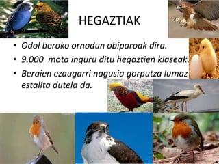HEGAZTIAK
• Odol beroko ornodun obiparoak dira.
• 9.000 mota inguru ditu hegaztien klaseak.
• Beraien ezaugarri nagusia gorputza lumaz
estalita dutela da.
 