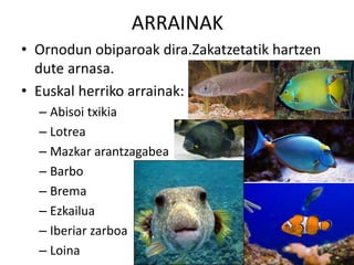 ARRAINAK
• Ornodun obiparoak dira.Zakatzetatik hartzen
dute arnasa.
• Euskal herriko arrainak:
– Abisoi txikia
– Lotrea
– Mazkar arantzagabea
– Barbo
– Brema
– Ezkailua
– Iberiar zarboa
– Loina
 