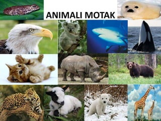 ANIMALI MOTAK
 