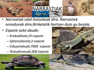 NARRASTIAK
• Narrastiak odol-hotzekoak dira .Narrastiek
ornodunak dira.Biriketatik hartzen dute gu bezala.
• Espezie asko daude:
– Krokodiloak;23 espezie
– Sphenodontia;2 espezie
– Eskuamatuak;7900 espezie
– Testudinatuak;300 espezie
 