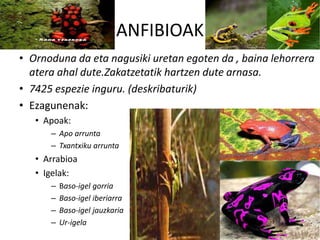 ANFIBIOAK
• Ornoduna da eta nagusiki uretan egoten da , baina lehorrera
atera ahal dute.Zakatzetatik hartzen dute arnasa.
• 7425 espezie inguru. (deskribaturik)
• Ezagunenak:
• Apoak:
– Apo arrunta
– Txantxiku arrunta
• Arrabioa
• Igelak:
– Baso-igel gorria
– Baso-igel iberiarra
– Baso-igel jauzkaria
– Ur-igela
 