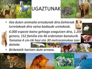 UGAZTUNAK
• Ilea duten animalia ornodunak dira.Gehienak
lurretakoak dira vaina badaude uretakoak.
• 6.000 espezie baino gehiago ezagutzen dira, 1.200
genero, 152 familia eta 46 ordenatan banaturik.
Tamaina 4 cm-tik hasi eta 30 metrorainokoa izan
daiteke.
• Biriketatik hartzen dute arnasa.
 