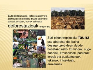 Europarrek kakao, kotoi eta abarreko
plantazioekin ordeztu dituzte jatorrizko
basoak askotan, horrek sekulako
deforestazioak eragin ditu.
Euri-oihan tropikaleko fauna
oso aberatsa da, baina
desagertze-bidean daude
horietako asko: tximinoak, suge
handiak, krokodiloak, panterak,
loroak eta guakamaioak,
tukanak, intsektuak,
armiarmak…
 