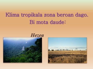 Klima tropikala zona beroan dago.
Bi mota daude:
Hezea
Lehorra
 