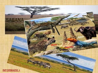 SABANA
INFORMAZIO +
 