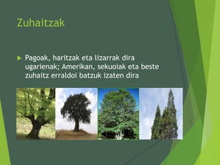 Zuhaitzak
 Pagoak, haritzak eta lizarrak dira
ugarienak; Amerikan, sekuoiak eta beste
zuhaitz erraldoi batzuk izaten dira
 