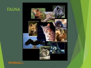 FAUNA
INFORMAZIO +
 