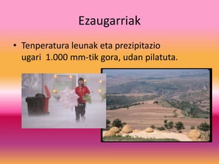 Ezaugarriak
• Tenperatura leunak eta prezipitazio
ugari 1.000 mm-tik gora, udan pilatuta.
 