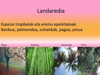 Landaredia
Espezie tropikalak eta eremu epeletakoak:
Banbua, palmondoa, zuhaixkak, pagoa, pinua
Pagoa Bambua Palmondoa Pinua
 