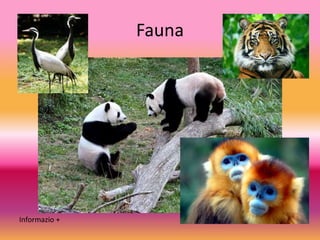 Fauna
Informazio +
 