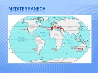 MEDITERRANEOA
 