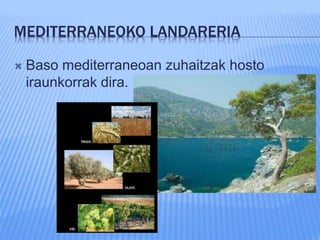 MEDITERRANEOKO LANDARERIA
 Baso mediterraneoan zuhaitzak hosto
iraunkorrak dira.
 