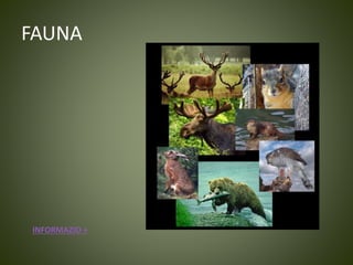 FAUNA
INFORMAZIO +
 