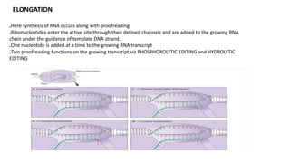 ELONGATION
.Here synthesis of RNA occurs along with proofreading
.Ribonucleotides enter the active site through their defined channels and are added to the growing RNA
chain under the guidance of template DNA strand.
.One nucleotide is added at a time to the growing RNA transcript
.Two proofreading functions on the growing transcript,viz PHOSPHOROLYTIC EDITING and HYDROLYTIC
EDITING
 