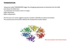 TERMINATION
.Sequences called TERMINATORS trigger the elongating polymerase to dissociate from the DNA
and release the RNA chain
.In prokaryotes terminators come in 2 types:
a)Rho-dependent
b)Rho-independent
The first one as its name suggests,requires a protein called Rho to induce termination
The second causes termination without the involvement of other factors
Rho transcription termination factor
 