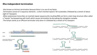 Rho-Independent termination
.Also known as Intrinsic termination because there is no use of any factor
.Terminators consist of 2 sequence elements : a short inverted repeat (~20 nucleotides ) followed by a stretch of about
eight A:T basepairs
.When polymerase transcribes an inverted repeat sequence,the resulting RNA can form a stem loop structure often called
a “hairpin” by basepairing with itself, which causes termination by disrupting the elongation complex
.The hairpin works as an efficient terminator only when it is followed by a stretch of A:U baispairs
 