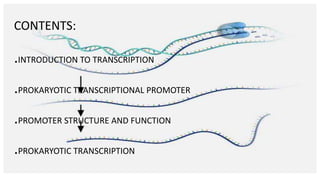 CONTENTS:
.INTRODUCTION TO TRANSCRIPTION
.PROKARYOTIC TRANSCRIPTIONAL PROMOTER
.PROMOTER STRUCTURE AND FUNCTION
.PROKARYOTIC TRANSCRIPTION
 